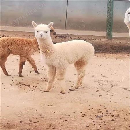 羊驼租赁 澳洲羊驼厂家供应 展览羊驼回收报价