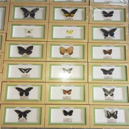 蝴蝶标本 蝴蝶标本 干制标本实物制作 蝴蝶标本整姿销售