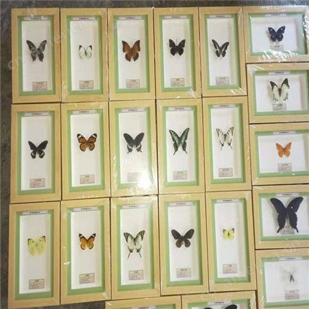 蝴蝶展示科普展览 蝴蝶分类标本蝴蝶展示 蝴蝶标本整姿销售