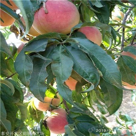 桃树苗 金苹美油蟠桃桃树苗 5公分桃树苗价格